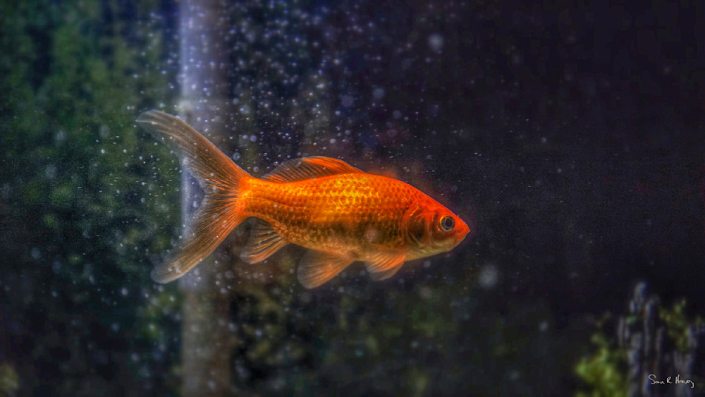 Heavey Img 1098.Jpg Photography Art | Sean R. Heavey