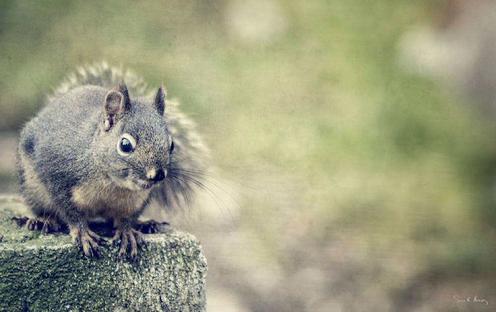 Heavey Img 1240 1.Jpg Photography Art | Sean R. Heavey