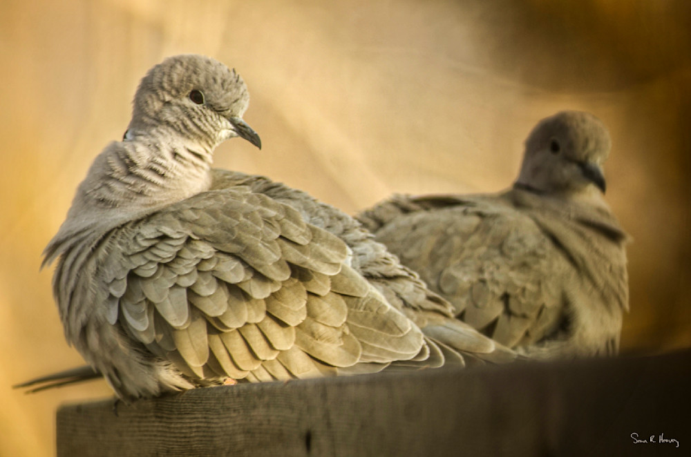 Heavey Img 1486.Jpg Photography Art | Sean R. Heavey