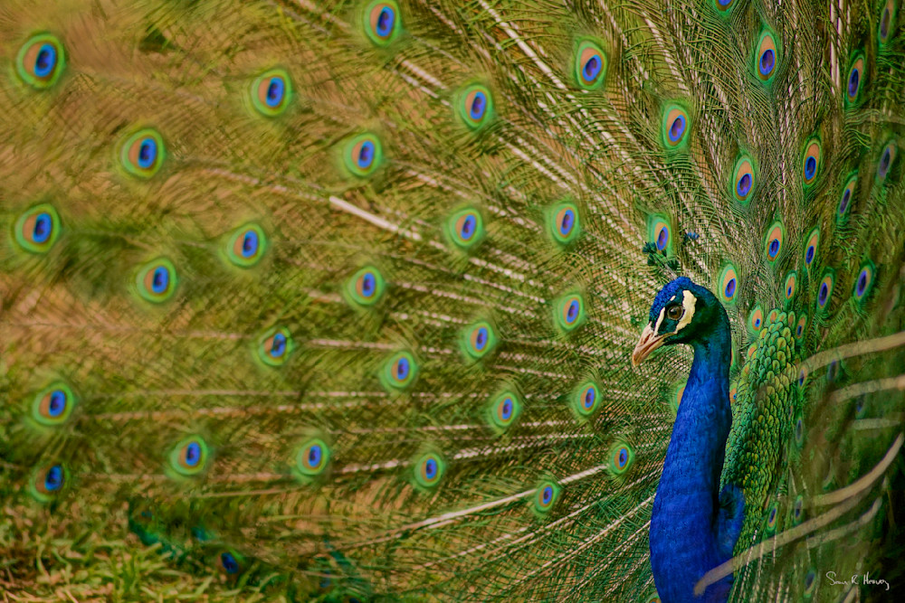 Heavey Img 2014.Jpg Photography Art | Sean R. Heavey