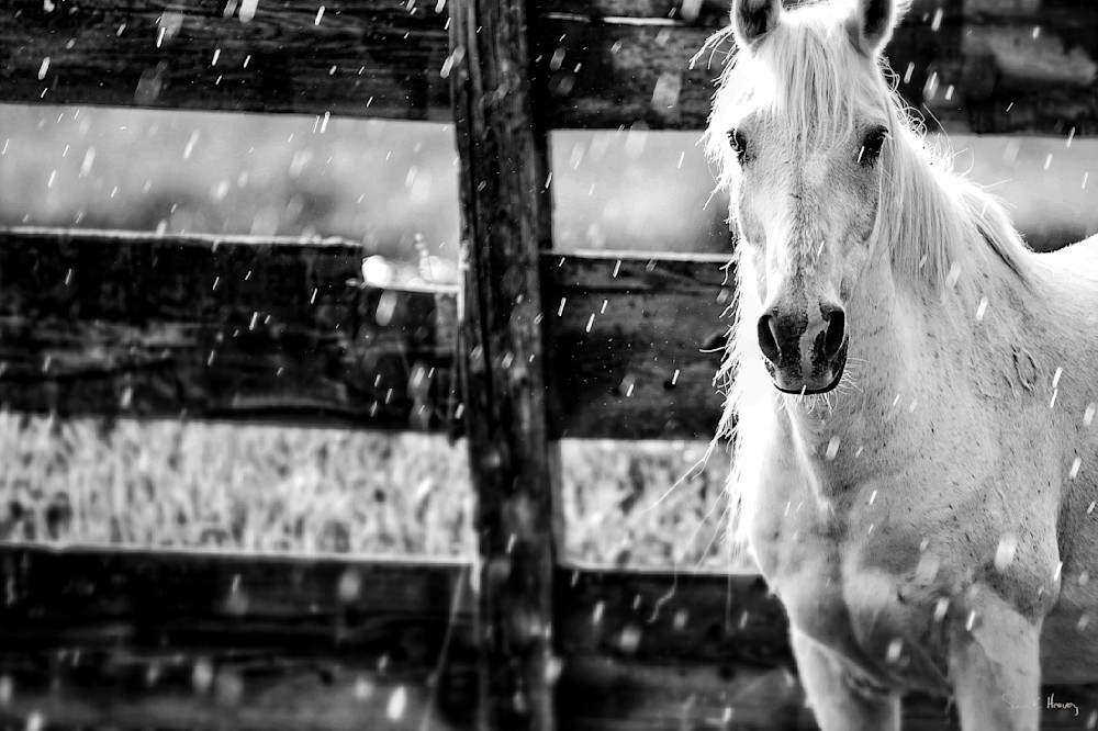 Heavey Img 2015.Jpg Photography Art | Sean R. Heavey