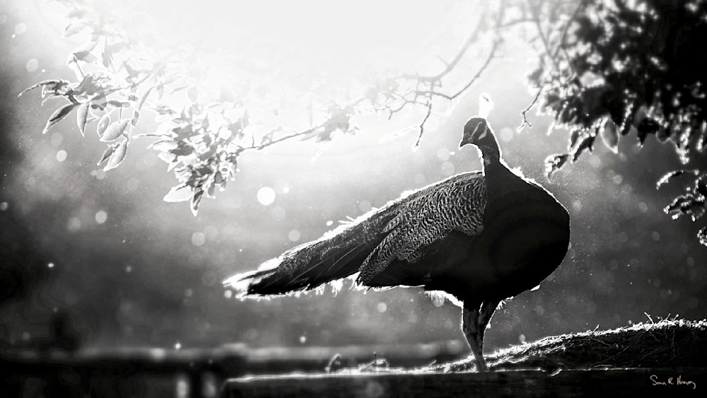 Heavey Img 2417.Jpg Photography Art | Sean R. Heavey