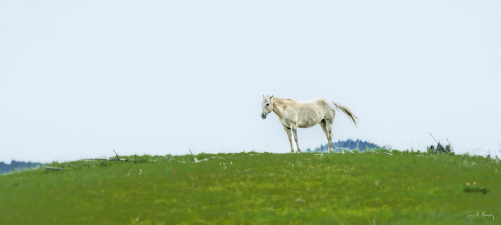 Heavey Img 2617.Jpg Photography Art | Sean R. Heavey