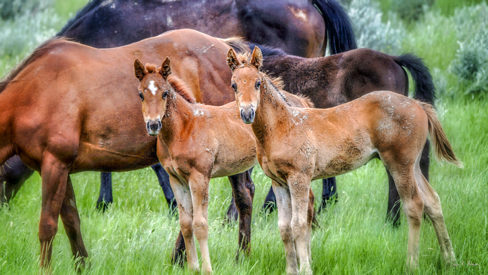 Heavey Img 2474.Jpg Photography Art | Sean R. Heavey