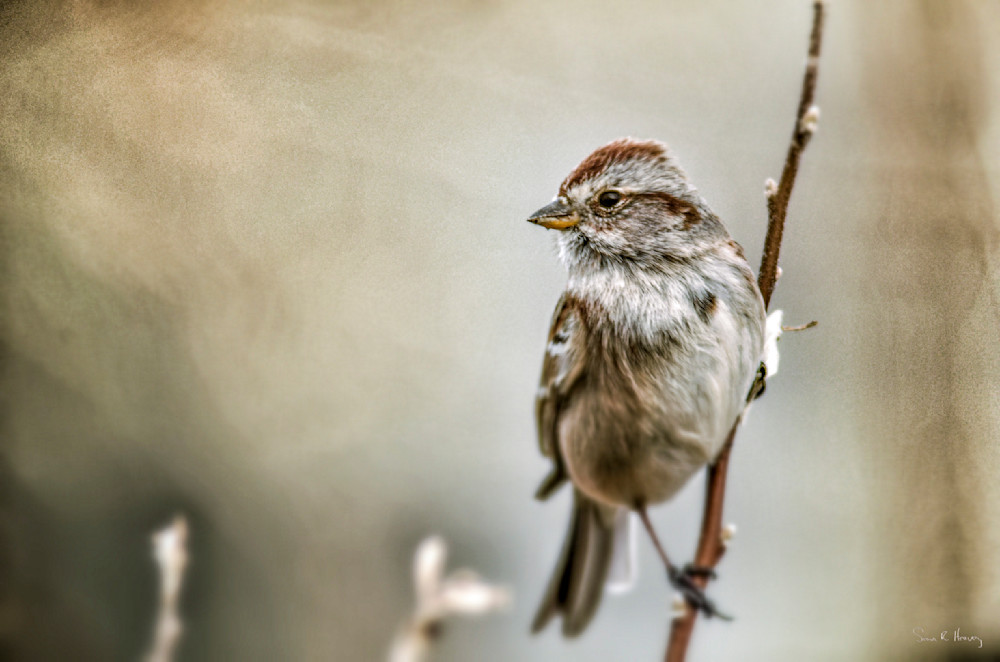 Heavey Img 2835.Jpg Photography Art | Sean R. Heavey