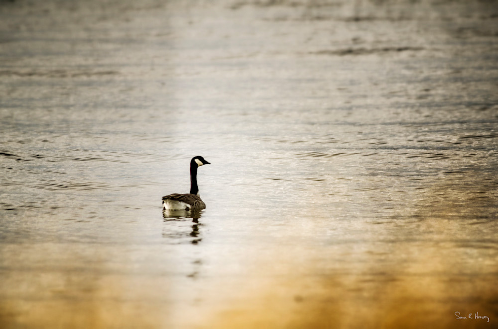 Heavey Img 2847.Jpg Photography Art | Sean R. Heavey