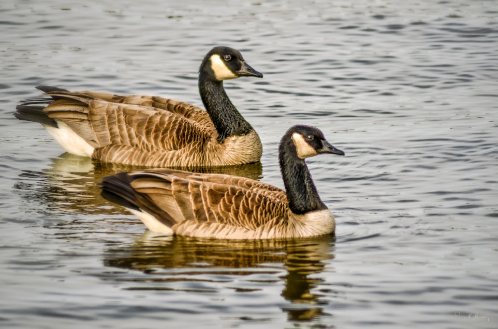 Heavey Img 2848.Jpg Photography Art | Sean R. Heavey