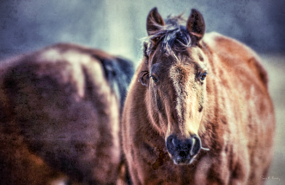 Heavey Img 2974.Jpg Photography Art | Sean R. Heavey