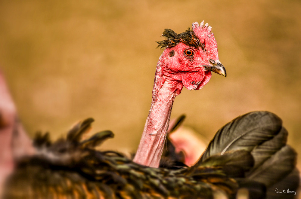 Heavey Img 2931.Jpg Photography Art | Sean R. Heavey