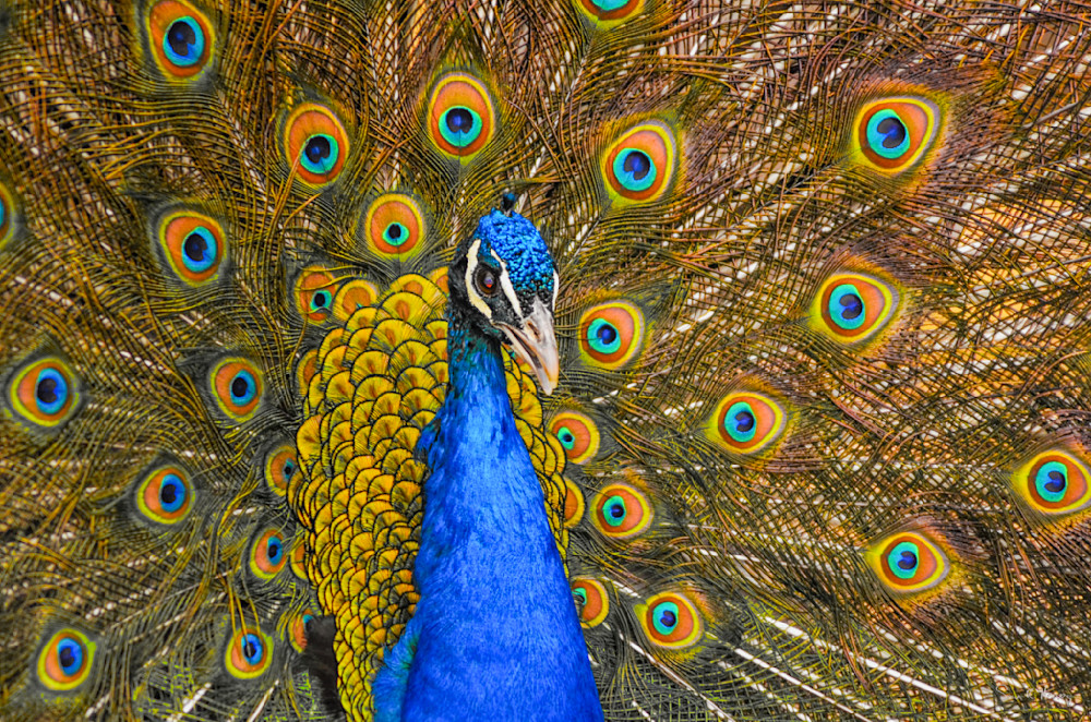 Heavey Img 2943.Jpg Photography Art | Sean R. Heavey