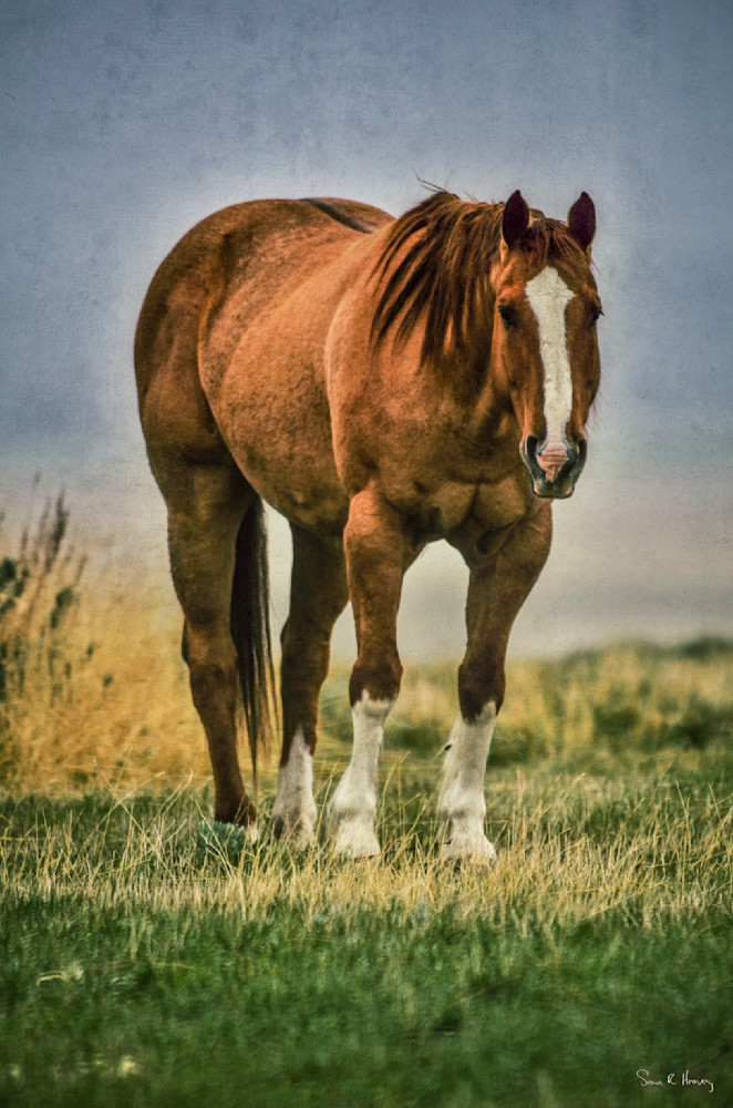 Heavey Img 3228.Jpg Photography Art | Sean R. Heavey