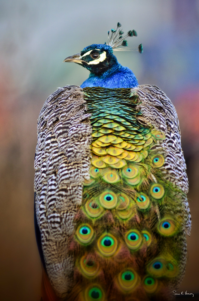 Heavey Img 3244.Jpg Photography Art | Sean R. Heavey