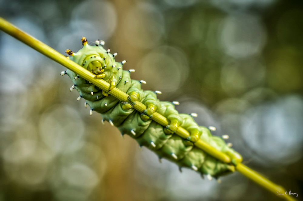 Heavey Img 3246.Jpg Photography Art | Sean R. Heavey