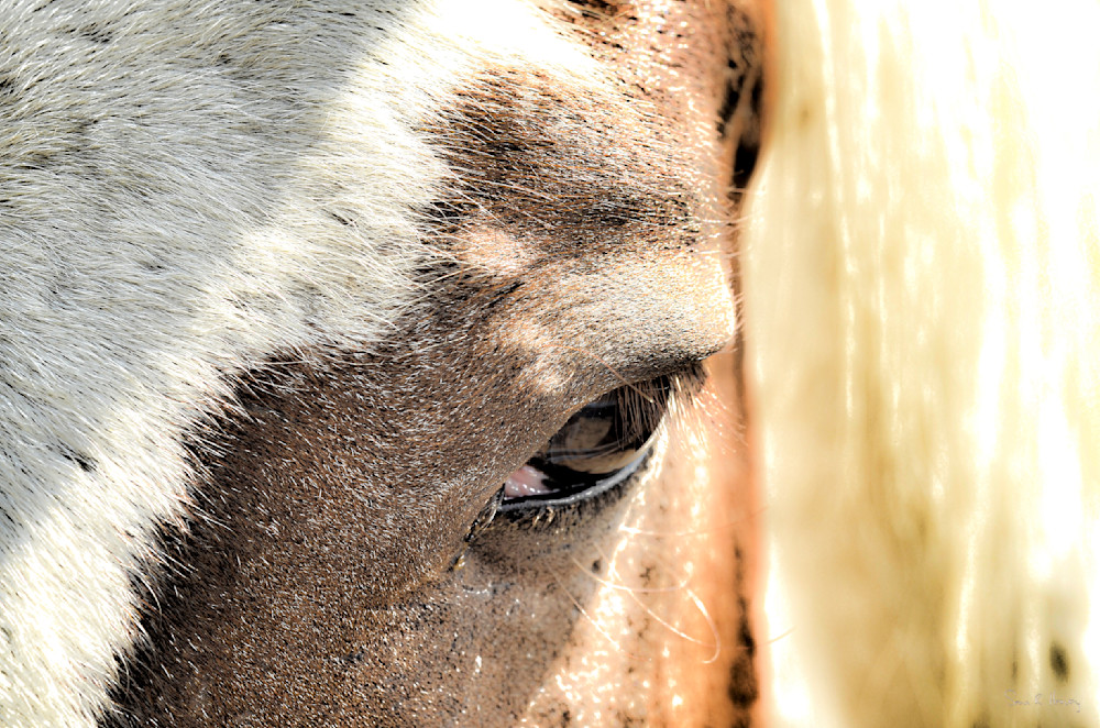 Heavey Img 3334.Jpg Photography Art | Sean R. Heavey