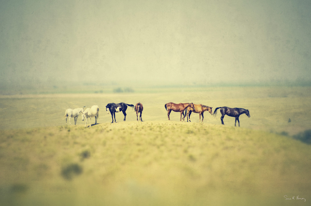 Heavey Img 3640.Jpg Photography Art | Sean R. Heavey