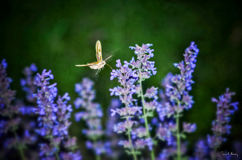 Heavey Img 3556.Jpg Photography Art | Sean R. Heavey