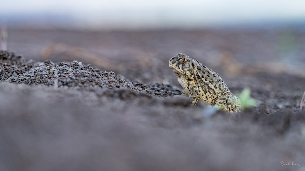 Heavey Img 3659.Jpg Photography Art | Sean R. Heavey