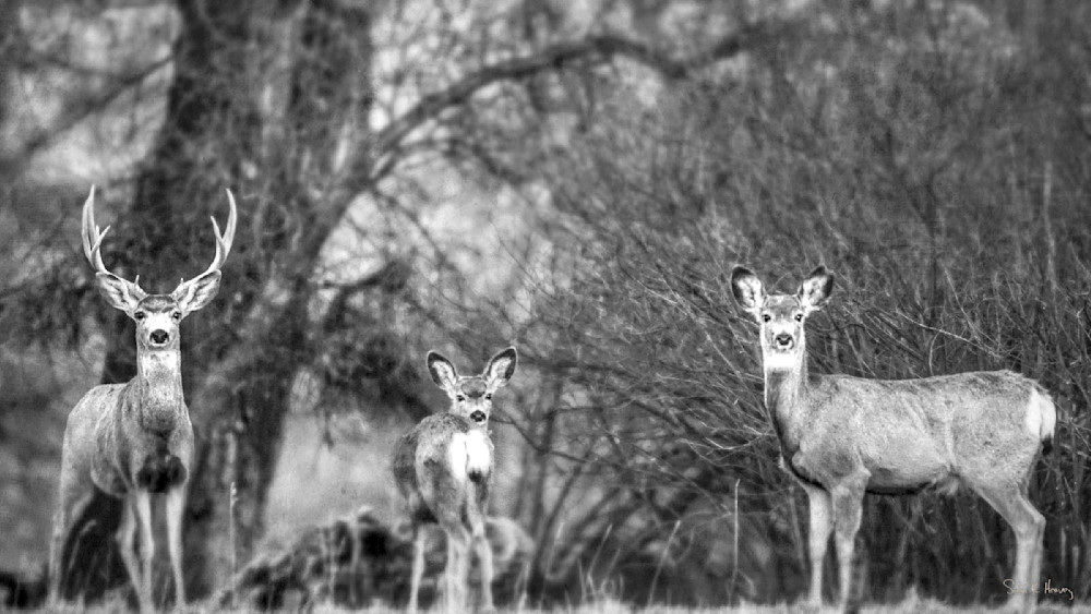 Heavey Img 3938 1.Jpg Photography Art | Sean R. Heavey