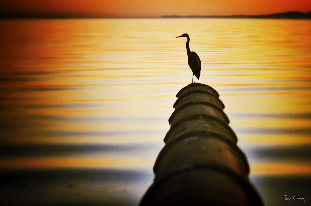 Heavey Img 3954.Jpg Photography Art | Sean R. Heavey