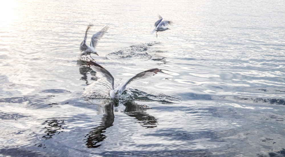 Heavey Img 4173.Jpg Photography Art | Sean R. Heavey