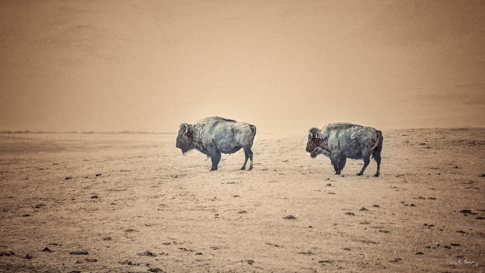 Heavey Img 4388.Jpg Photography Art | Sean R. Heavey