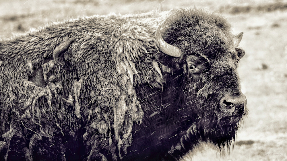 Heavey Img 4396.Jpg Photography Art | Sean R. Heavey