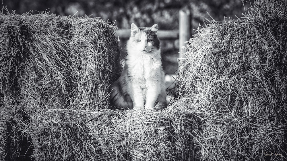 Heavey Img 4449.Jpg Photography Art | Sean R. Heavey