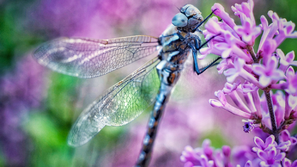 Heavey Img 4559.Jpg Photography Art | Sean R. Heavey