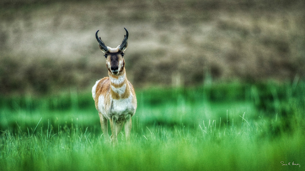 Heavey Img 5011.Jpg Photography Art | Sean R. Heavey