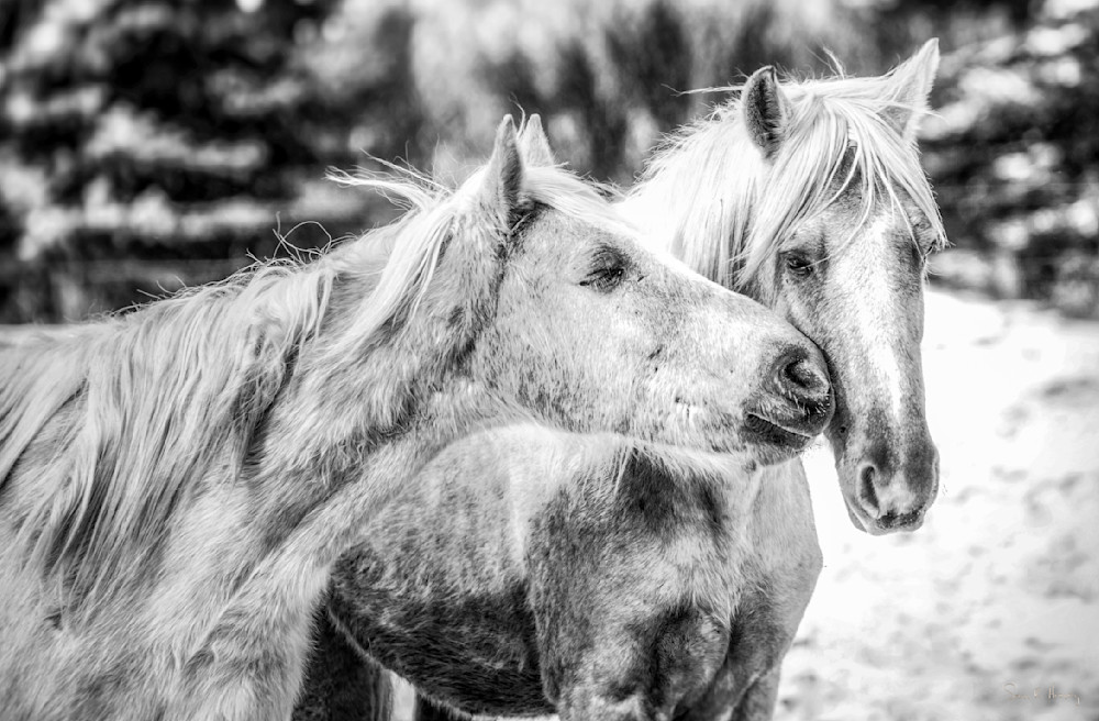 Heavey Snapseed 4.Jpg Photography Art | Sean R. Heavey