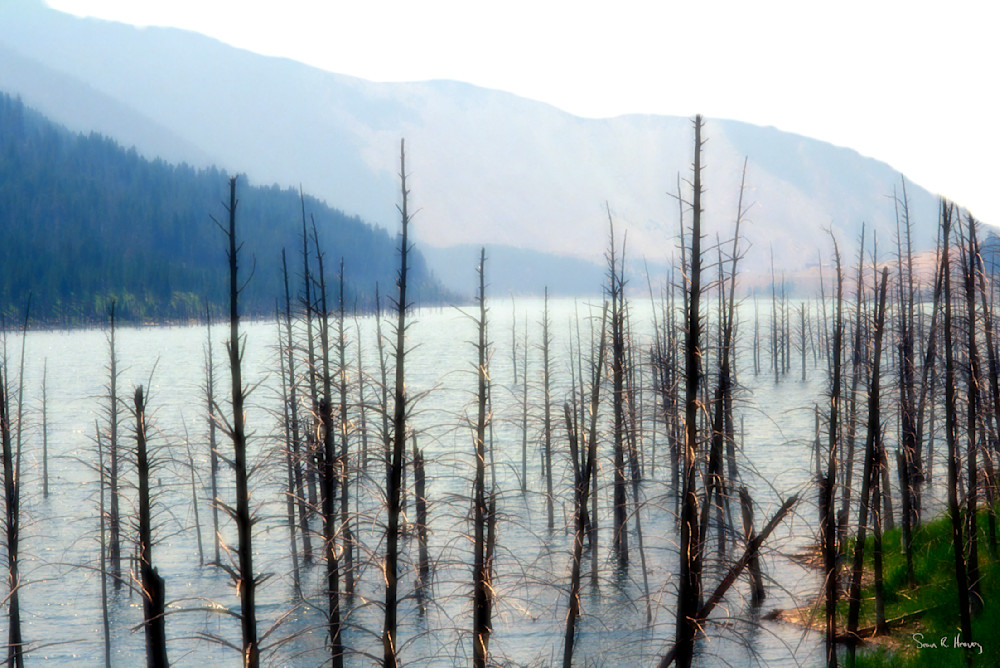 Dead Trees at Quake lake. Southwest,MT