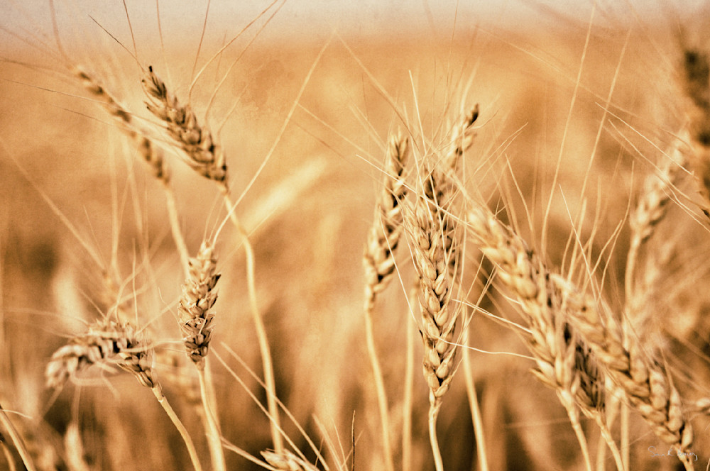 Heavey2011 08 23 Img 0994.Jpg Photography Art | Sean R. Heavey