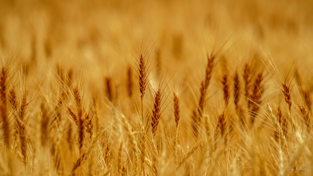 Heavey2014 08 02 Dsc05666.Jpg Photography Art | Sean R. Heavey