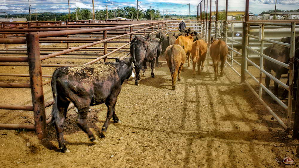 Heavey Img 2650.Jpg Photography Art | Sean R. Heavey