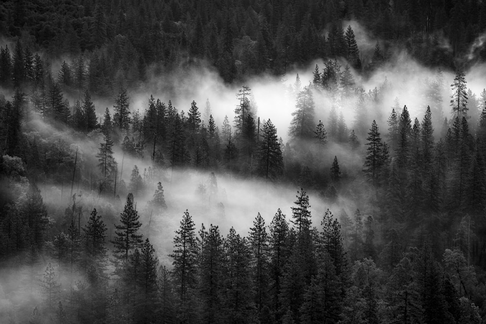 Black and White Misty Forest - Tunnel View, Yosemite
