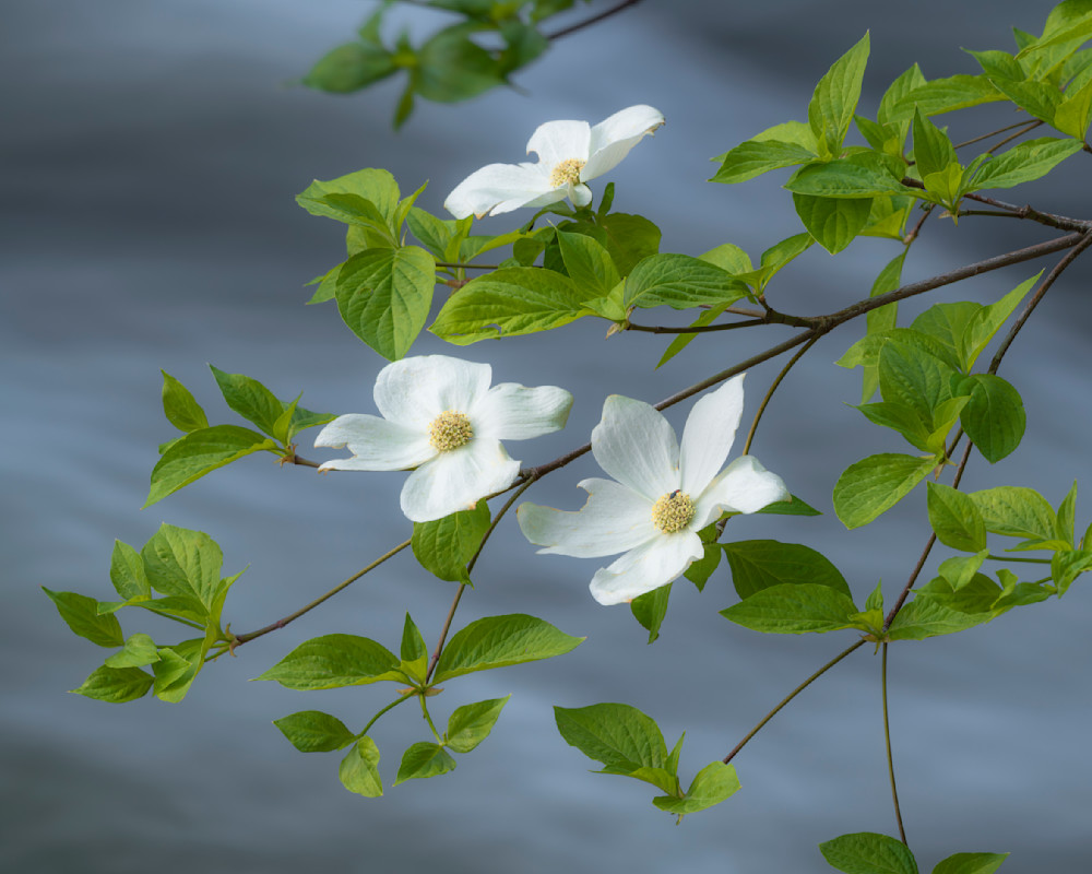 Pacific Dogwood Blooms - Merced River, Yosemite