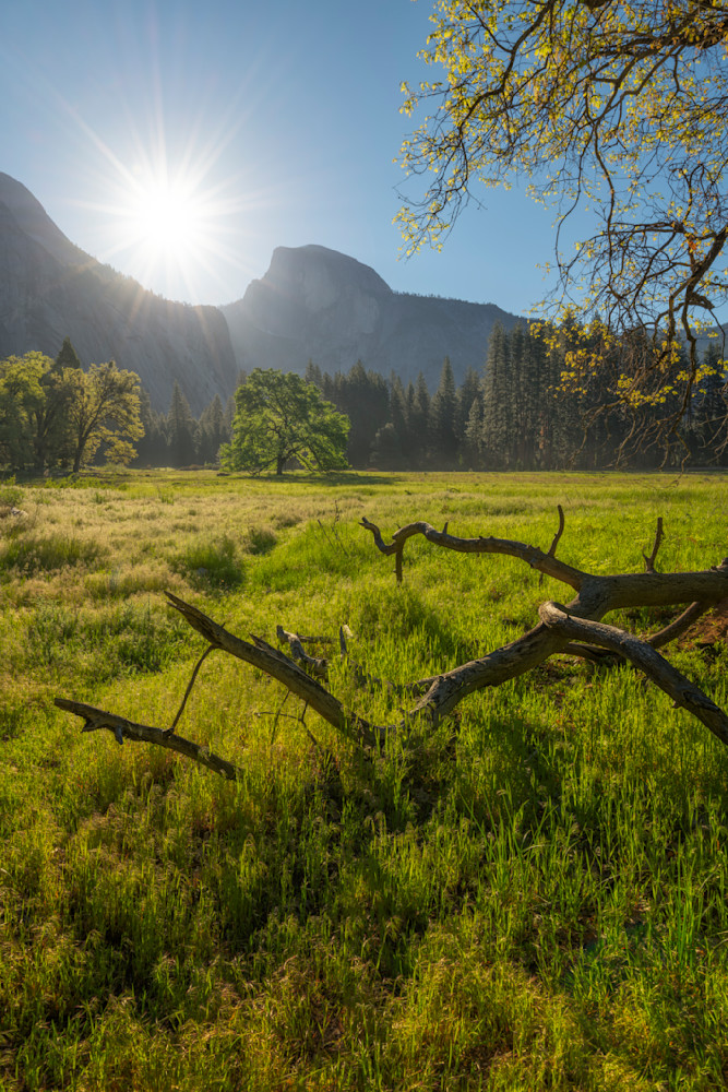Sunstar and Half Dome - Cook's Meadow