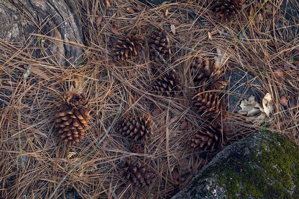 Pine Cones and Needles - Yosemite Valley Floor