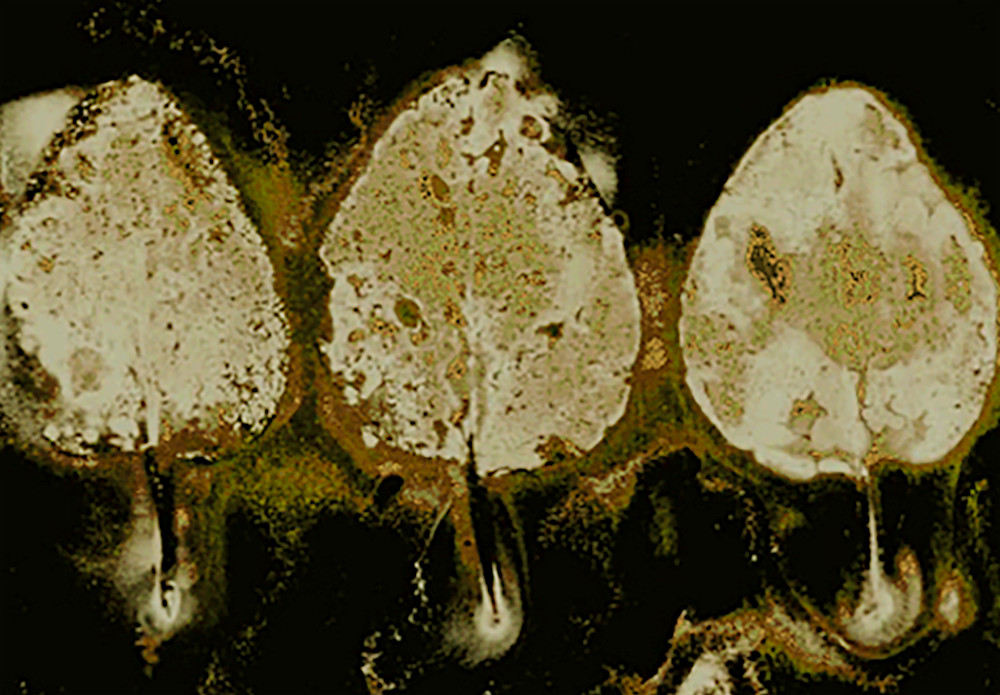 3 Aspen Trio Jeanne Duncan Gold.Jpg Art | Debbie Alley