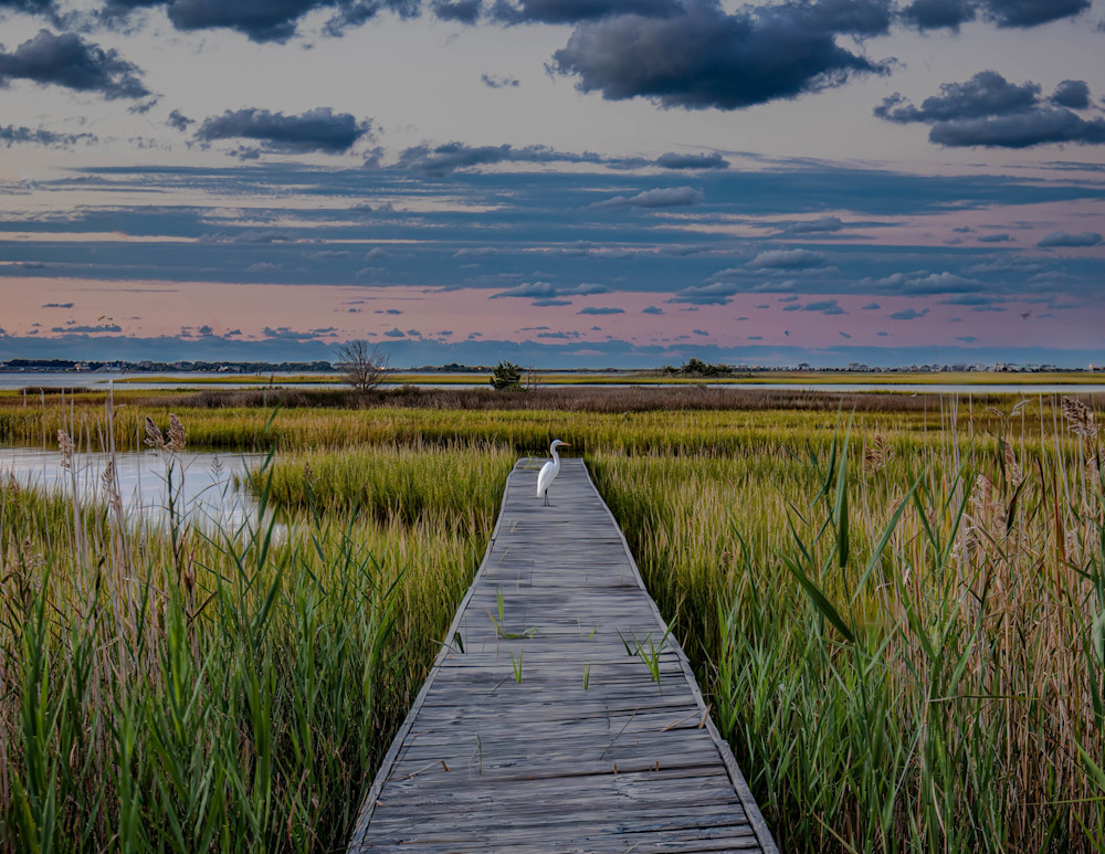 Tranquil Pathway through the Wetlands – Southport NC Boardwalk and Egret | 910Photography