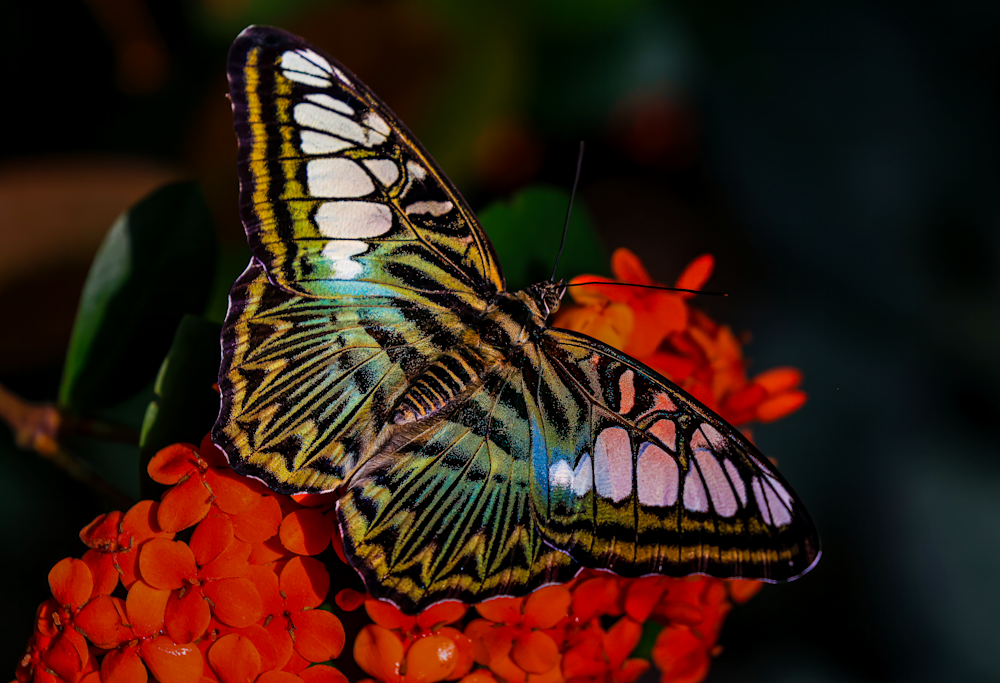 Flutterfly Jhe Imgs5776.Png Photography Art | James H Egbert's Silver Branch Studios