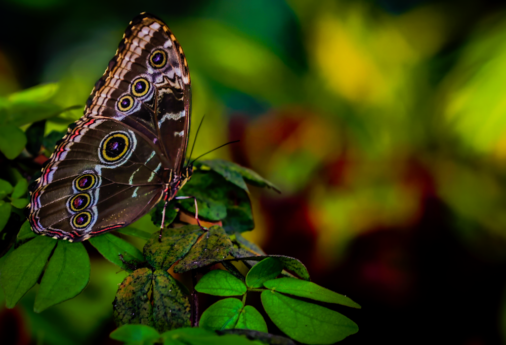 Flutterfly Jhe Mgs5751.Png Photography Art | James H Egbert's Silver Branch Studios