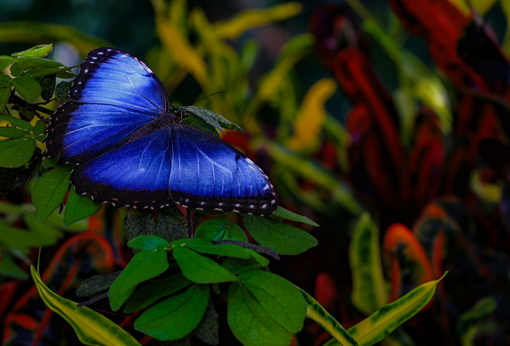 Flutterfly Jhe Imgs5741.Png Photography Art | James H Egbert's Silver Branch Studios