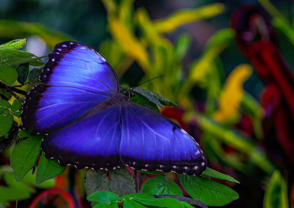 Flutterfly Jhe Imgs5742.Png Photography Art | James H Egbert's Silver Branch Studios