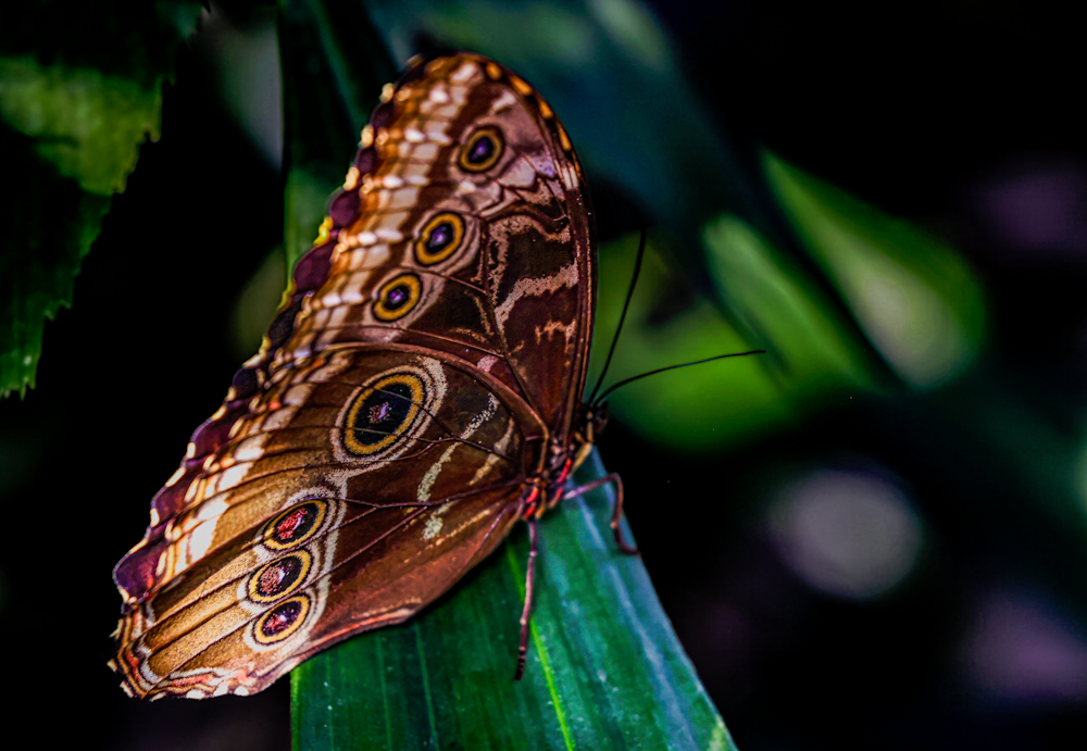 Flutterfly Jhe Imgs5775.Png Photography Art | James H Egbert's Silver Branch Studios
