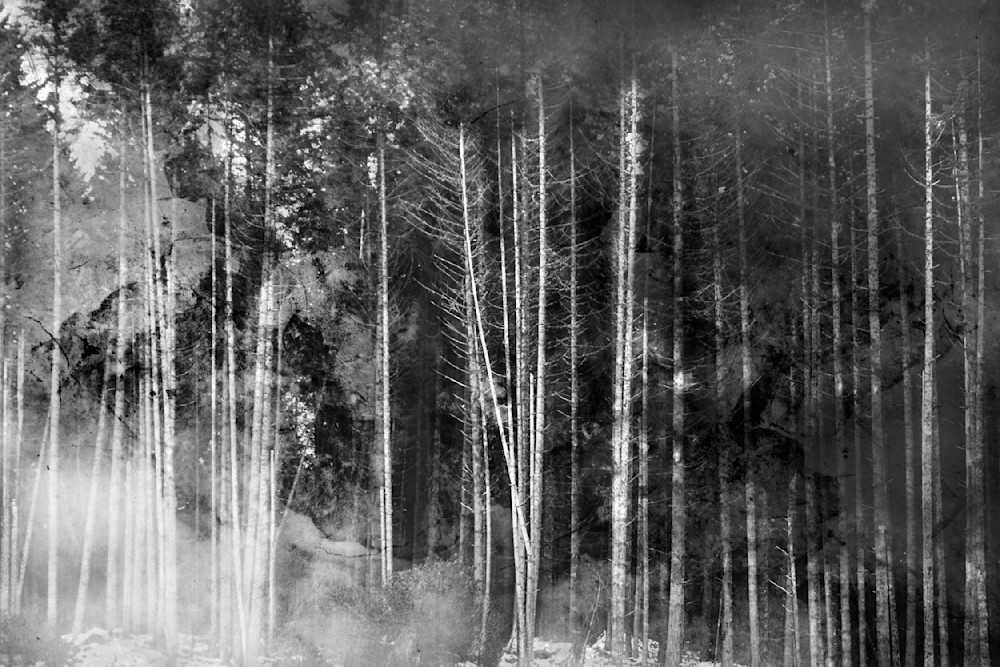 The Gentle Rebellion – Moody Misty Forest Nature Photography Print