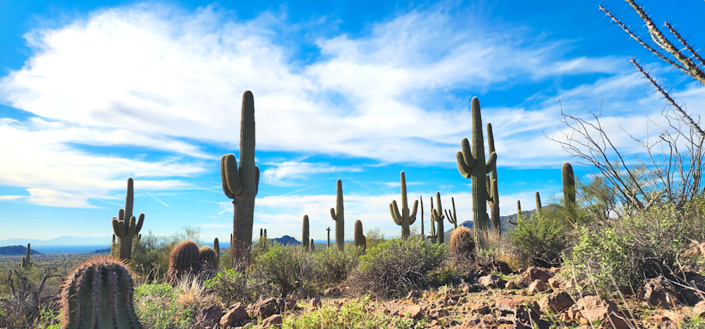Glorious Cacti Photography Art | InYourBackyard