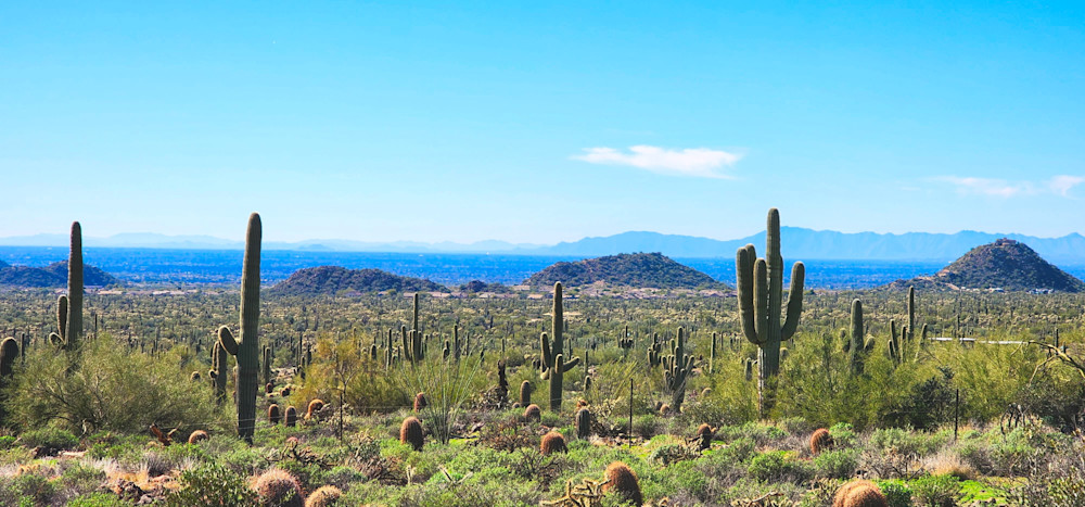 Cacti In Arizona Desert Photography Art | InYourBackyard