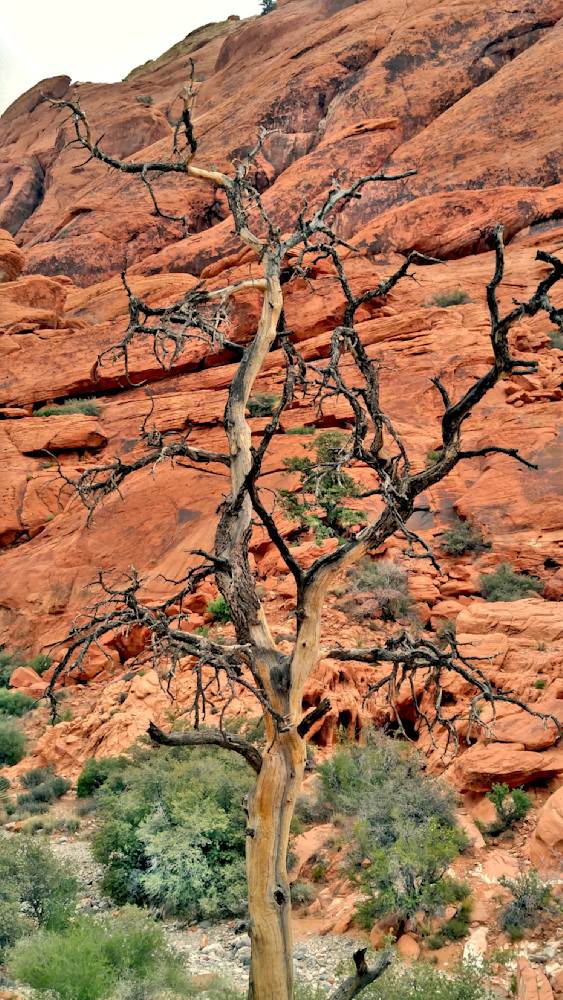 Windy Desert Tree Against Red Rocks Photography Art | InYourBackyard