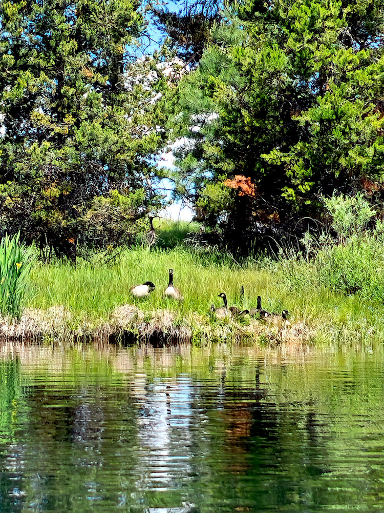 Geese Family Along The River Photography Art | InYourBackyard